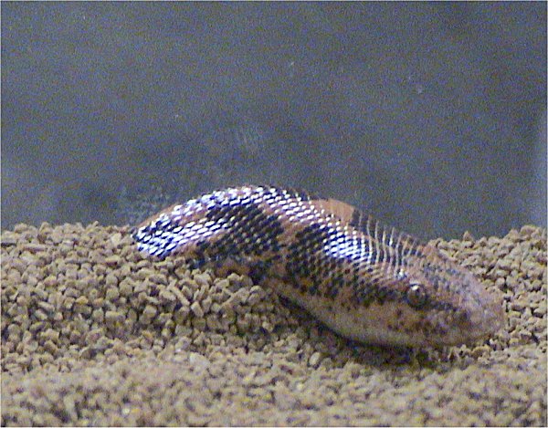 Head close-up — shovel-like snout and small eyes for sand swimming; dig with tongs, not bare fingers, after a feeding cue. Stock photo (Wikimedia Commons — Dawson, CC BY-SA 2.5).