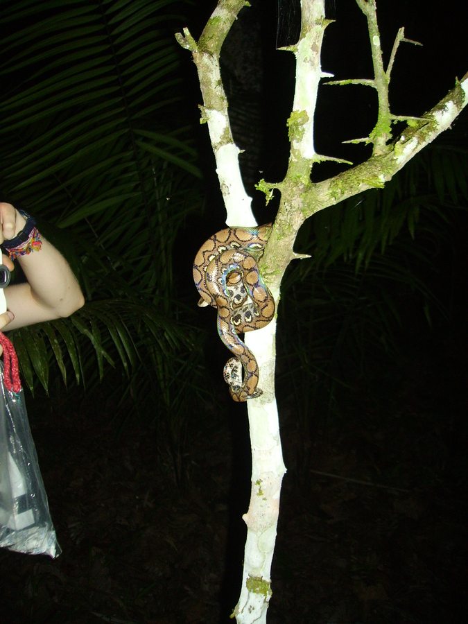 Brazilian rainbow boa coiled on a branch; flash highlights rainbow iridescence.