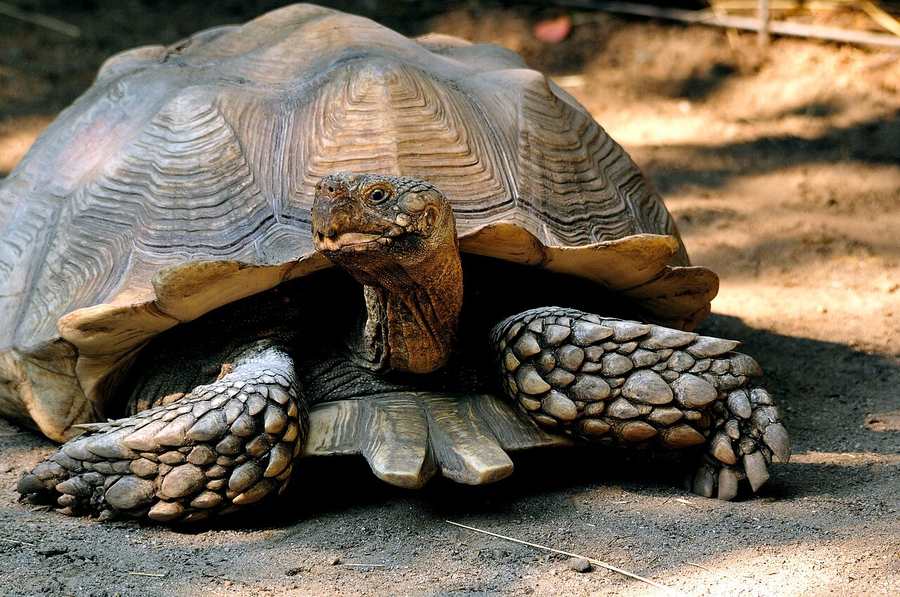 Sulcata tortoise grazing — grass and grass hay are the staple diet, not fruit or animal protein. Stock photo (Wikimedia Commons, CC BY 2.0, Gregory Moine).