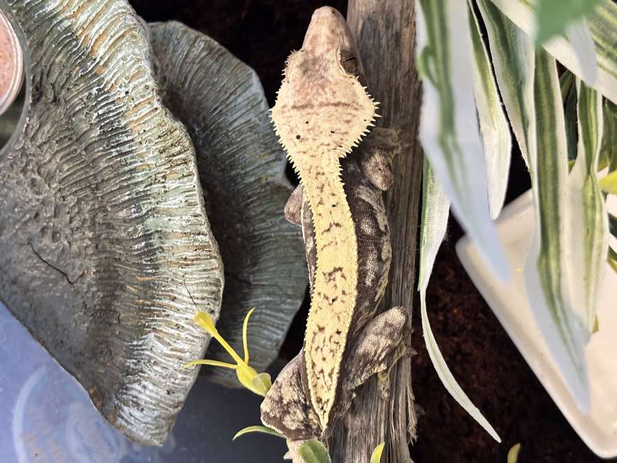 Crested gecko near a CGD cup on a mushroom hide — diet station. This animal is a frogbutt (no regenerated tail).