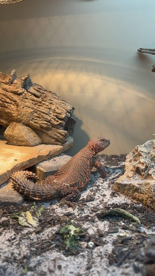 Geyr's uromastyx with full spiny club/whorl tail — classic geyri ID marker.