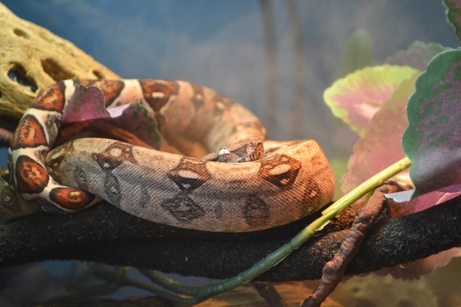 The boa imperator is a large Central American constrictor long sold as a common boa or BCI. Adults need serious floor space, a real gradient, moderate humidity, and disciplined feeding.
