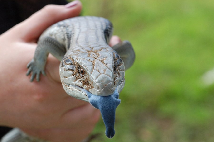 Blue-tongued skink displaying its bright blue tongue while gently handled.