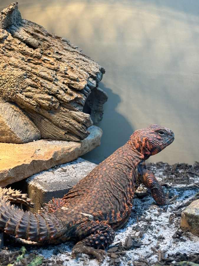 Geyr's uromastyx near cork hide; club/whorl tail clearly visible.
