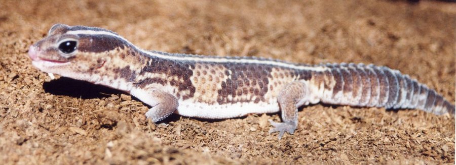 The African fat-tailed gecko is a West African eyelid gecko often compared to a leopard gecko, but it needs more humidity, deeper cover, and a humid hide that actually stays useful. They do well on a warm hide around the low 90s F, a real moisture gradient, and a varied insect di