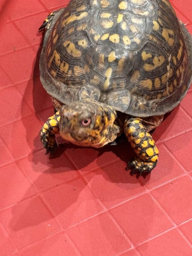 The eastern box turtle is a native terrestrial turtle of the eastern United States, including Georgia. In Georgia they may not be kept as pets regardless of origin — do not collect them from the wild, and do not buy one to keep here. Where legal elsewhere, keep only captive-bred