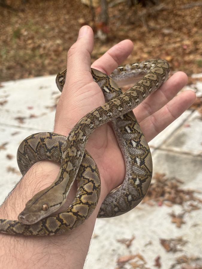 The reticulated python is the world’s longest snake, kept for the lacework pattern and a wide range of morphs and island localities. Mainland animals become genuinely huge; dwarf and super-dwarf island lines stay smaller but are still large constrictors. They need secure, size-matched housing, a tropical gradient and humidity, and a second capable adult for large animals. They are not a beginner snake.