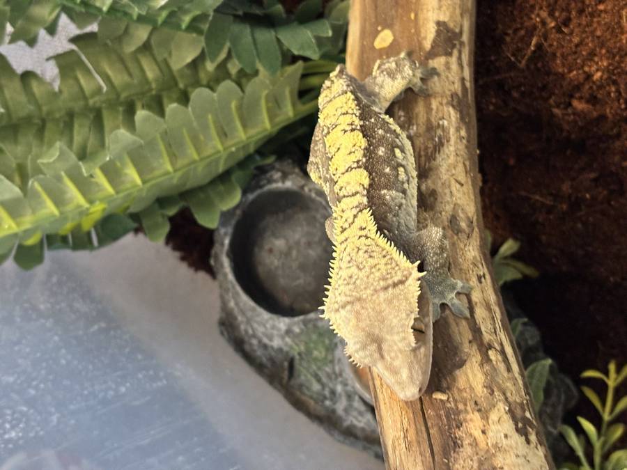 Crested gecko side profile showing crests and cilia.