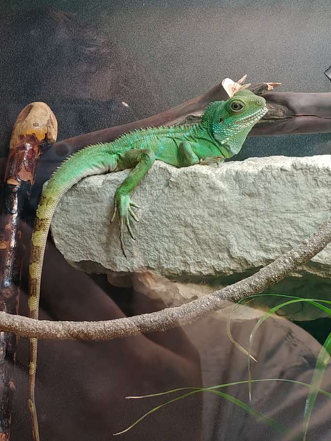 Captive Chinese water dragon on a rock ledge in a vivarium — pointed snout, nuchal crest, banded tail. Stock photo (Wikimedia Commons, CC BY-SA 4.0, SuperSaiyaMan).