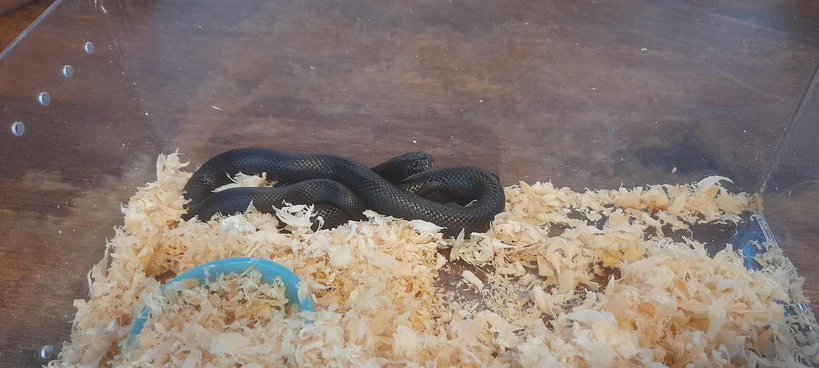 Mexican black kingsnake (Lampropeltis nigrita) — solid black body on substrate/cover; stock photo.