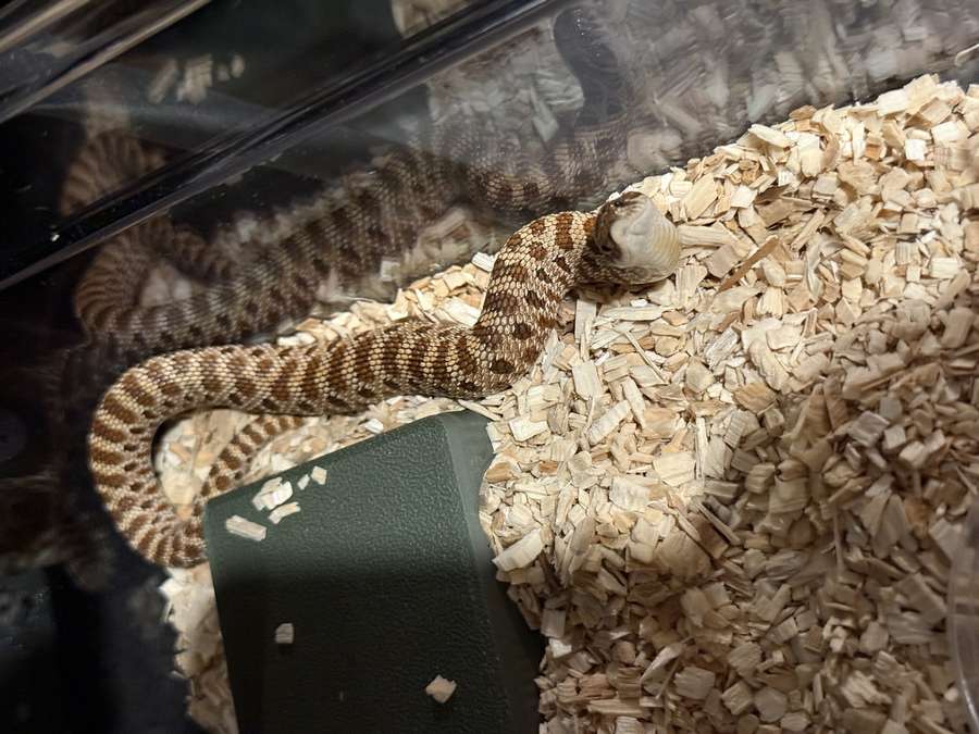 Western hognose on aspen bedding near a hide