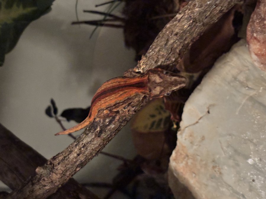 Gargoyle gecko (red-stripe) showing cranial knobs — not crested eyelash crests.