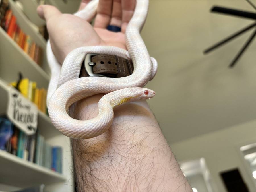 Snow morph corn snake on a wrist