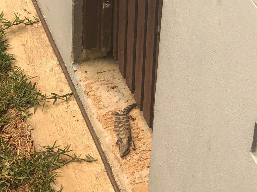 Blue-tongued skink basking on a stone ledge outdoors.