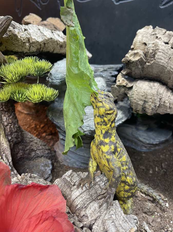 Geyr's uromastyx eating leafy greens; yellow/black morph in cork-and-rock setup.