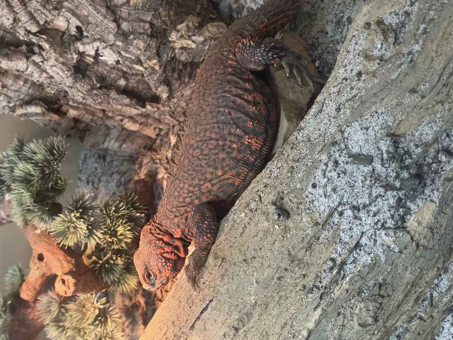 Geyr’s uromastyx (Uromastyx geyri), also called the Saharan uromastyx, is a high-heat, arid agama from the Sahara. Adults are mostly herbivorous. They are not an Egyptian uromastyx, not an ornate, and not a bearded dragon that wants 30 to 40 percent humidity and a daily bowl of misted greens. Most of the chronic trouble we see comes from a basking surface that never reaches the 120s, weak UVB, or a setup that was built wet.