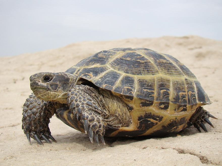 Russian tortoise outdoors on dry cracked earth (Baikonur) — small steppe species built for diggable outdoor space, not a huge spurred sulcata. Stock photo (Wikimedia Commons, CC BY-SA 3.0, Yuriy75).