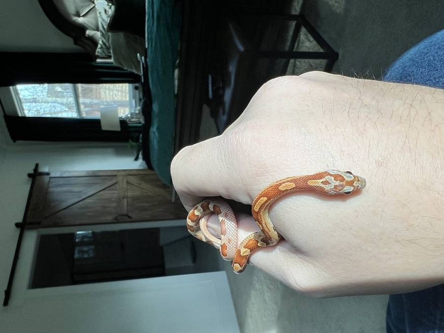 Corn snake hatchling on a hand