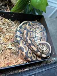 Wild-type ball python coiled in damp sphagnum, classic alien-head blotches.