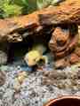 Leopard gecko using a rock hide on a bioactive floor. Loose mix is a later naturalistic floor, not the default first setup for juveniles.
