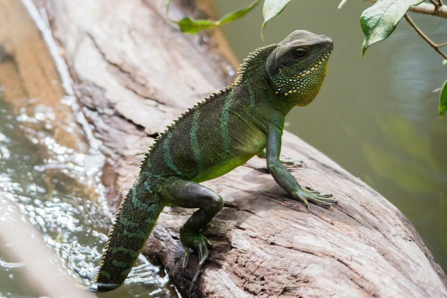 Chinese water dragon basking on a log beside water (Khao Yai) — nuchal crest and pointed snout clear. Stock photo (Wikimedia Commons, CC BY-SA 3.0, Rushenb).