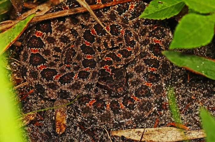 venomous-snake
