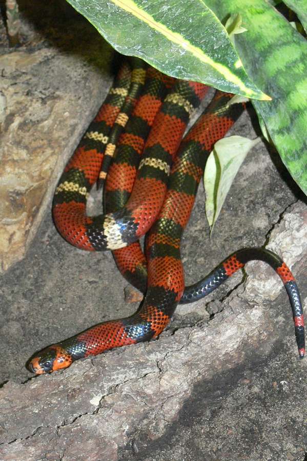 The Honduran milksnake is a large, brightly banded Central American milksnake kept for the red-black-yellow (or tangerine) rings and a strong feeding response. They do well with a real temperature gradient, moderate humidity, a secure lid, and frozen-thawed rodents — and they mus