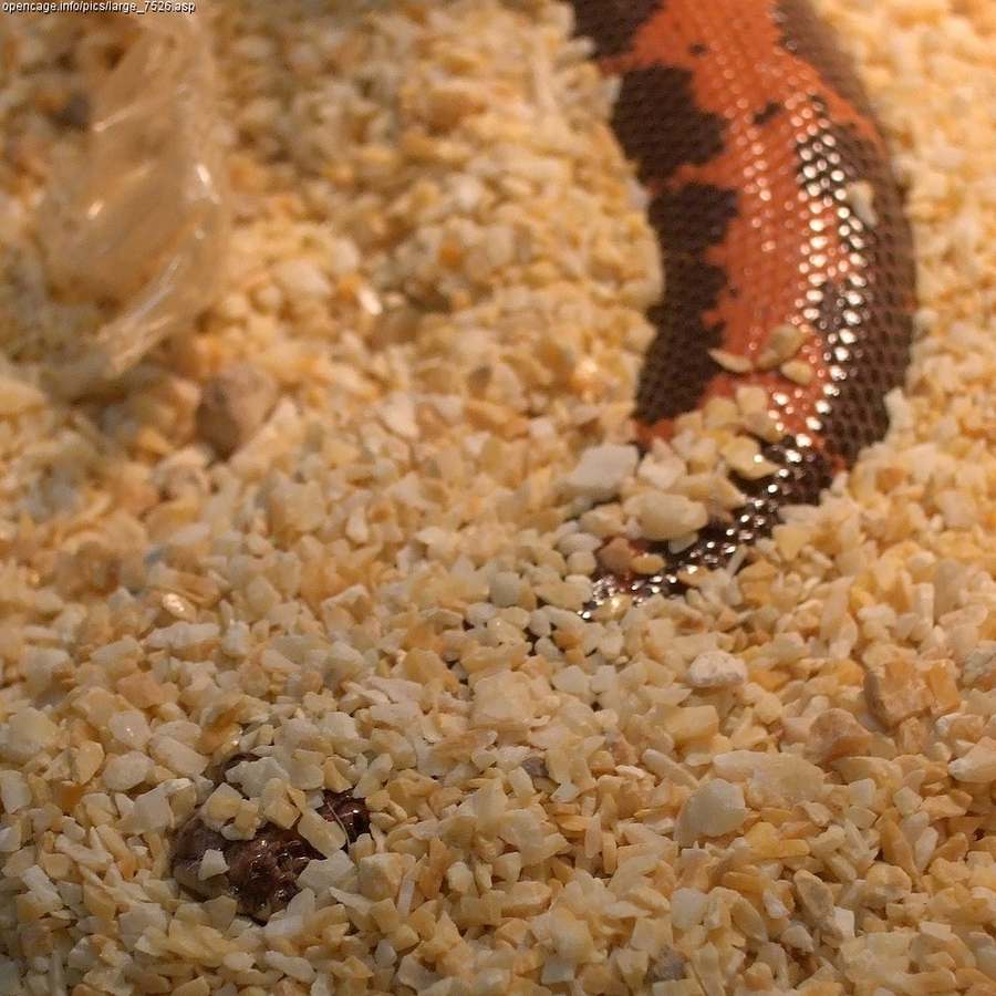 The Kenyan sand boa is a small, stout East African burrower kept for a manageable size and a fossorial habit. Current taxonomy lists it as Eryx colubrinus (older hobby labels often say Gongylophis colubrinus). They do well on a deep dry floor, a real warm surface, and frozen-thaw