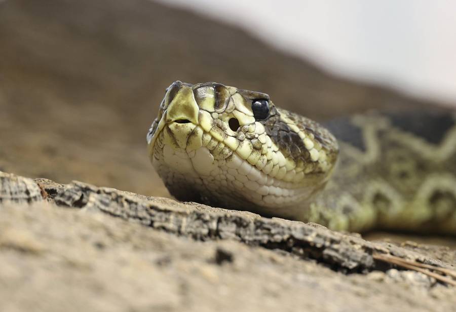 venomous-snake