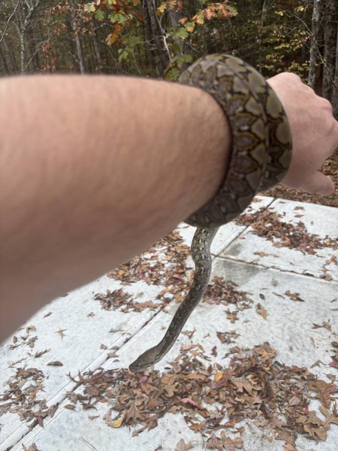 Reticulated python coiled on forearm during handling.