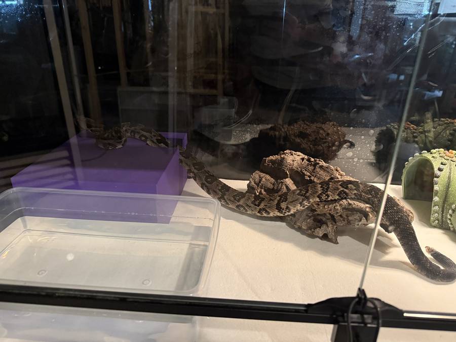 venomous-snake
