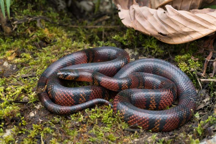 Honduran/Central American milksnake on moss — tricolor banding for species ID.
