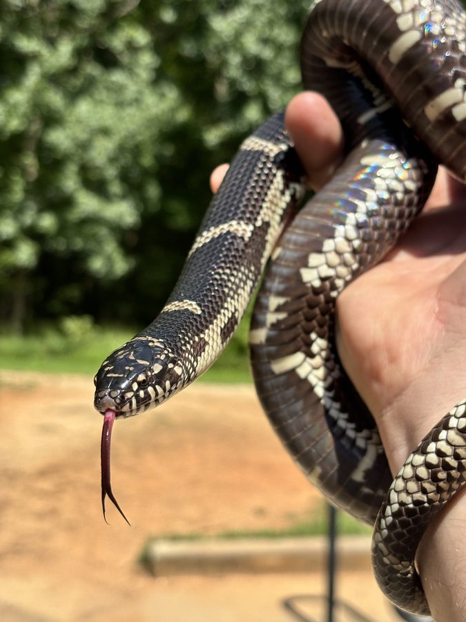 The California kingsnake is a hardy western constrictor kept for the bold banded or striped patterns and a strong feeding response. They do well with a secure lid, a real warm-to-cool gradient, dry-to-moderate humidity, and frozen-thawed rodents. House them alone — kingsnakes may
