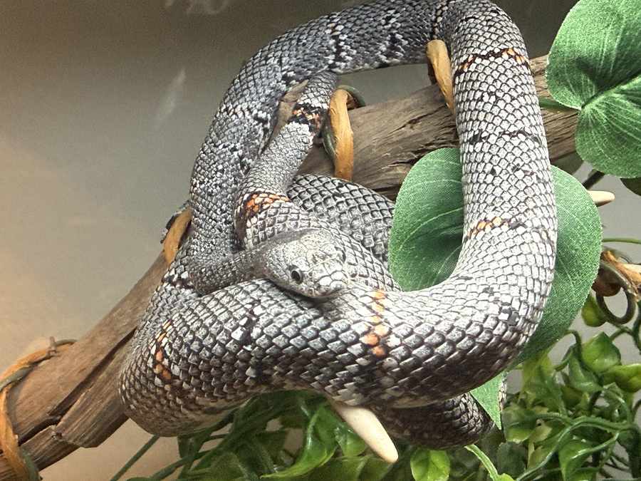 Gray-banded kingsnake pattern detail — orange bands on gray (alterna), not California banding.