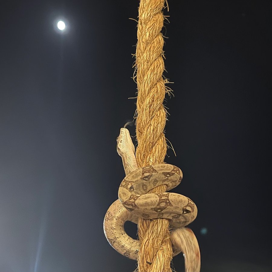 Boa imperator climbing rope enrichment; normal saddle pattern.
