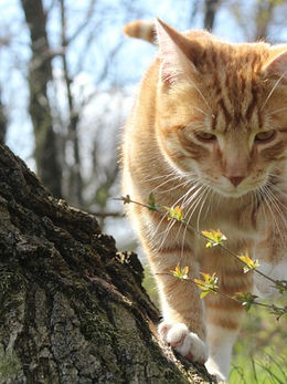 Kissat lainsäädäntö