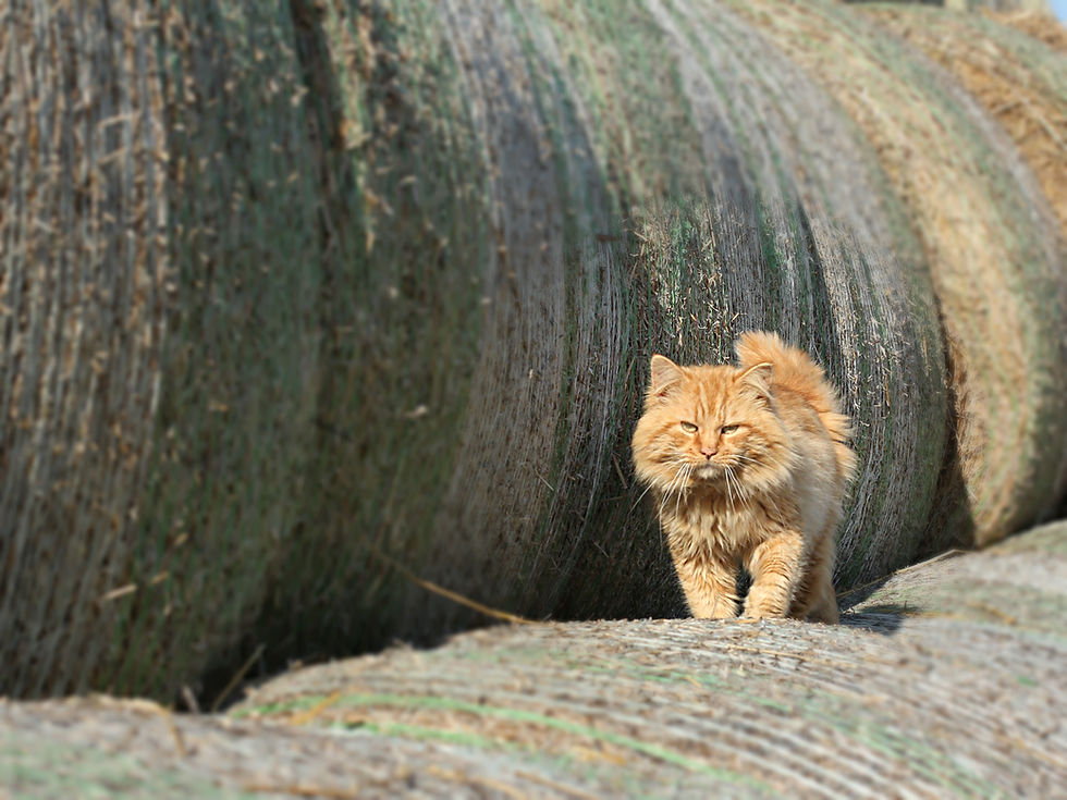 Lausunto kansalaisaloitteesta kissojen vapaana pitäminen kiellettävä