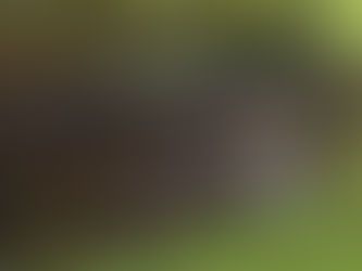 Vapaasti ulkoileva kissa loukussa