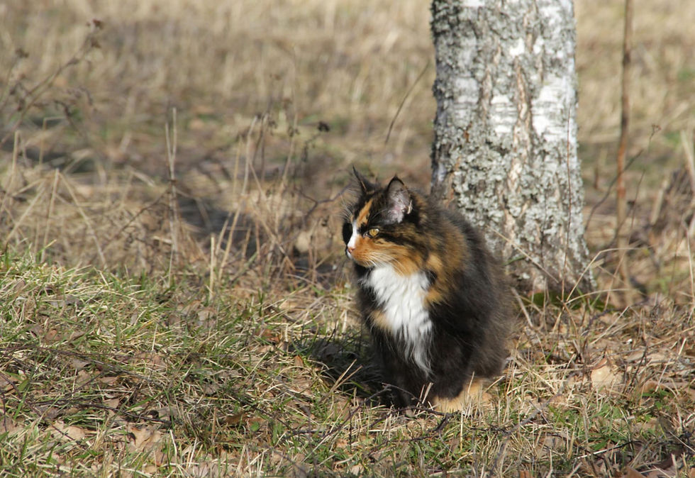 Toimintakertomus 2024