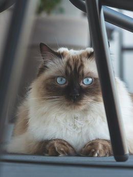 Ragdoll-kissa on säyseä