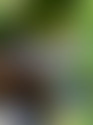 Tarina Orvokista ja kissan arvostuksesta