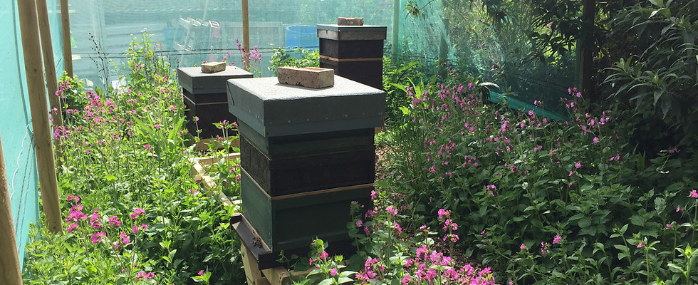 Apiary 1