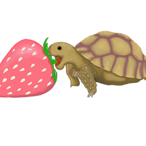 tortose_edited.png