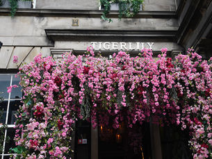 Spring blossoms Tigerlily’s Japanese Garden