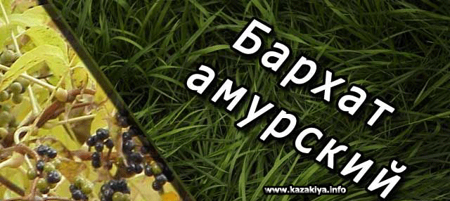 Целебные свойства Амурского Бархата