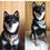 Thumbnail: "Shiba Inu dog in a beautiful chirimen bandana, featuring intricate patterns for a classy look."