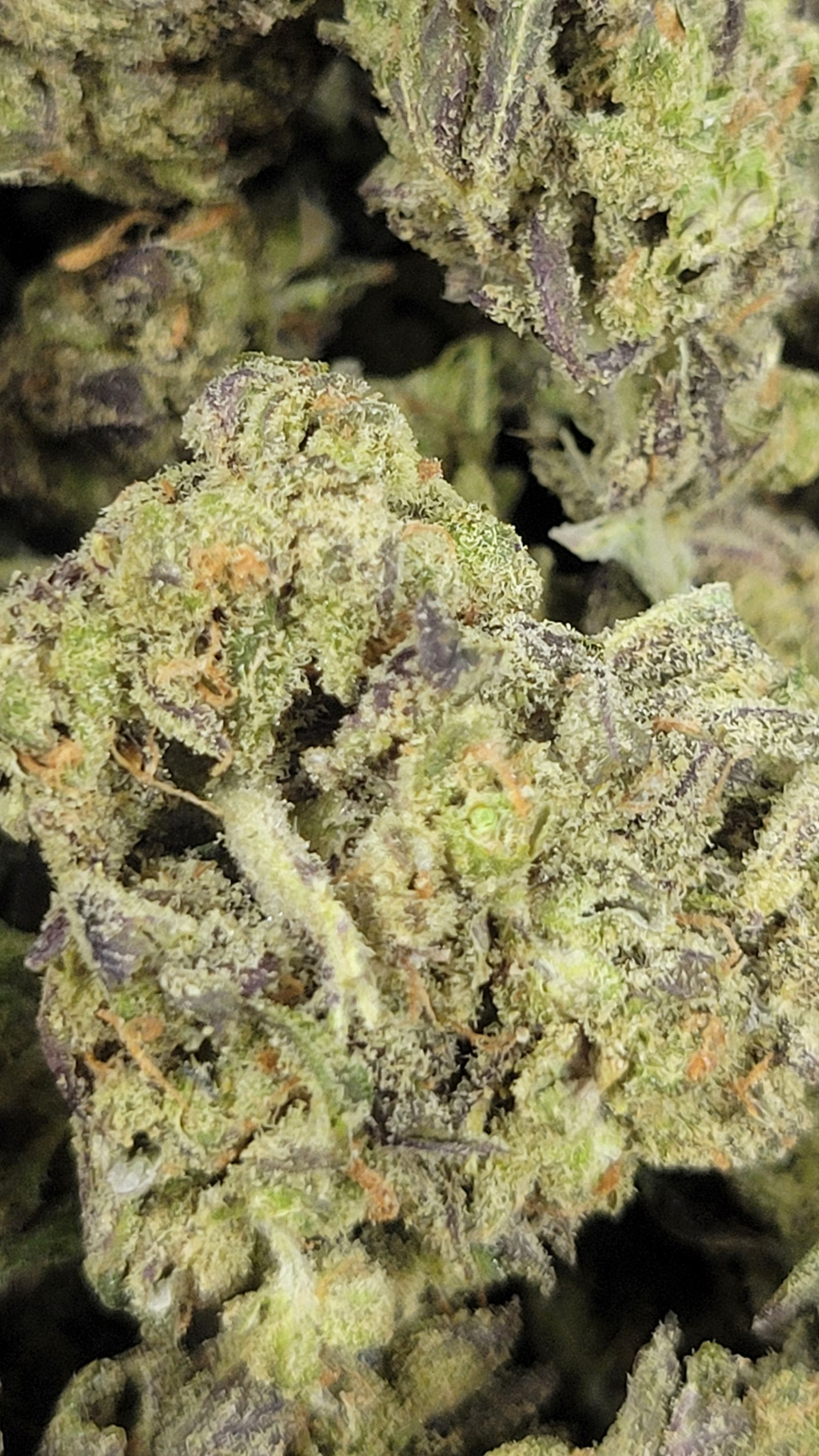 Medellin🌿 | 31.6% TAC / 30.8% THCa / 1.18% CBD 🔥