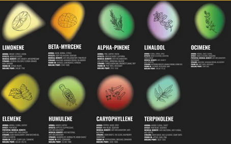 A simple chart showing some of the more common terpenes.