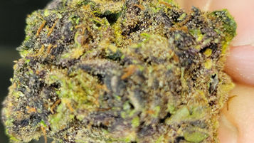 Blue Burst Indica