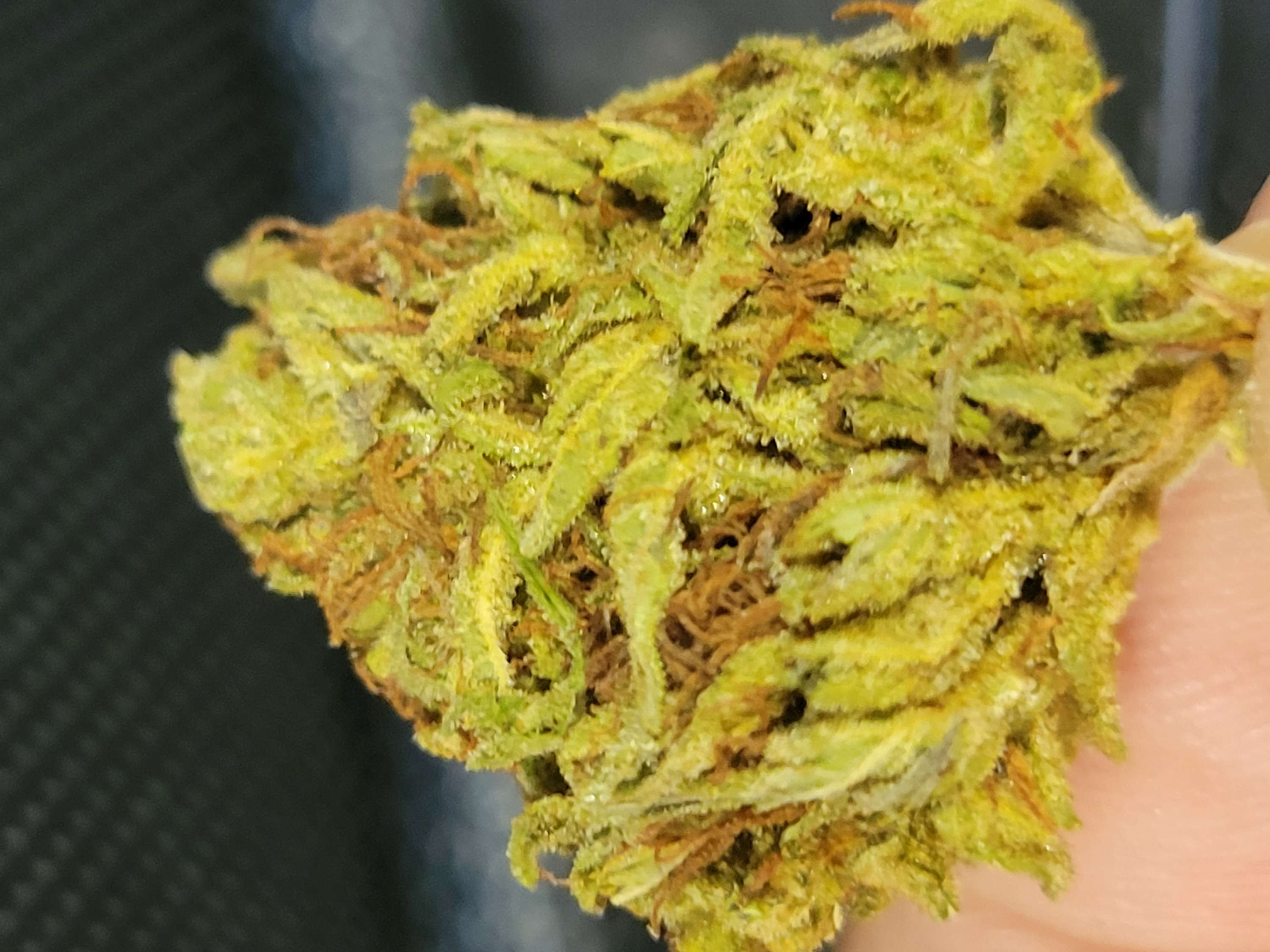 Astro Candy🌿 | 31.68% THCa / High TAC 🔥